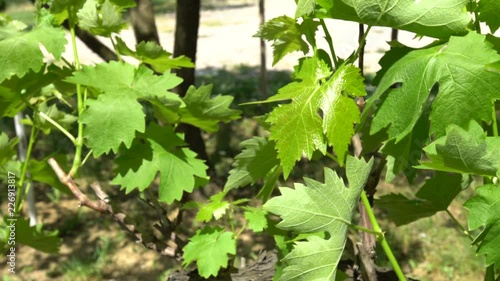 Vineyard