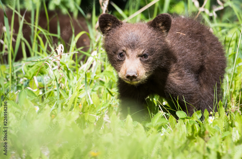 Fototapeta premium Black bear cub