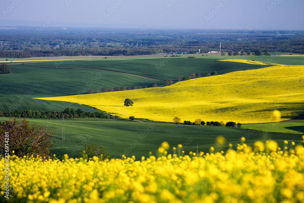 Endless Green Fields, Rolling Hills, Tractor Tracks, Spring Landscape under Blue Sky. South Moravia, Czech Republic