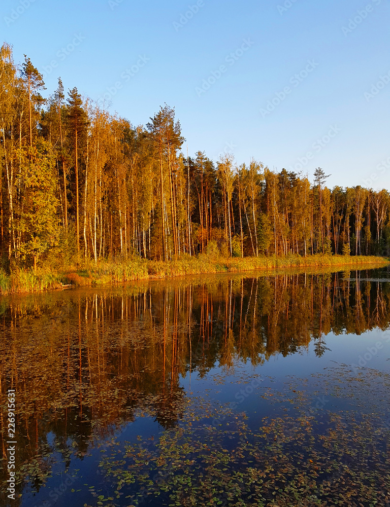 Forest lake, pine forest and shrubs in yellow-red autumn tones. Reflection of a colorful autumn forest in the lake.