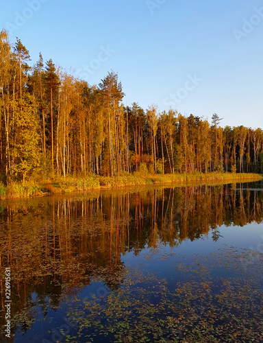 Forest lake, pine forest and shrubs in yellow-red autumn tones. Reflection of a colorful autumn forest in the lake.