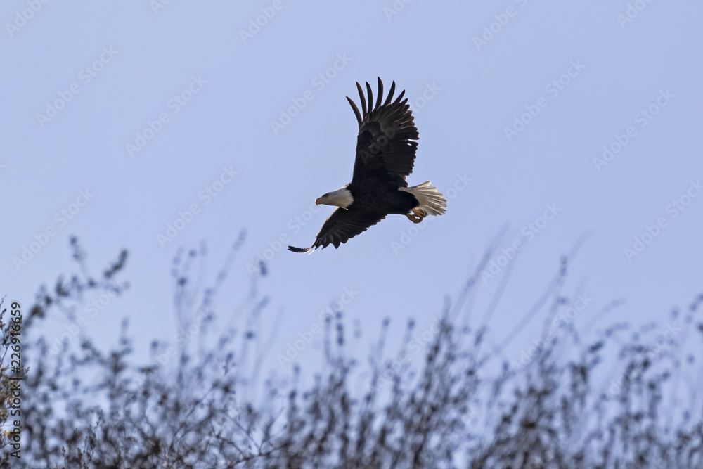 Fototapeta premium Bald eagle flying along California foothills