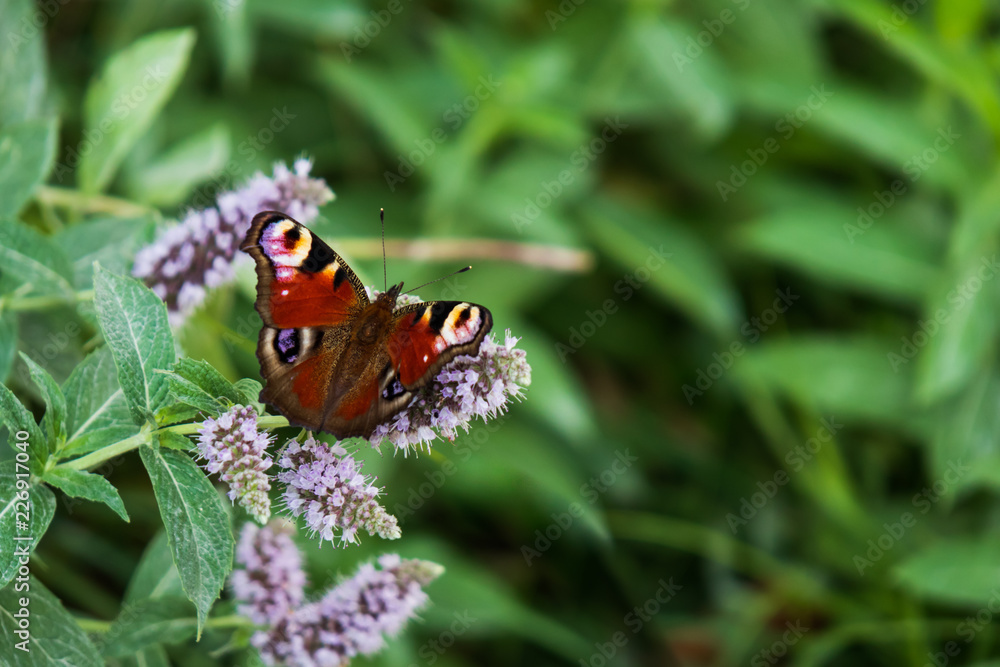 Peacock butterfly sitting on butterfly bush, close-up