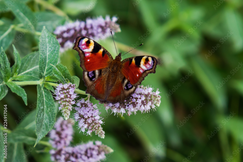 Peacock butterfly sitting on butterfly bush, close-up
