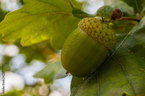Acorn and leaves close-up
