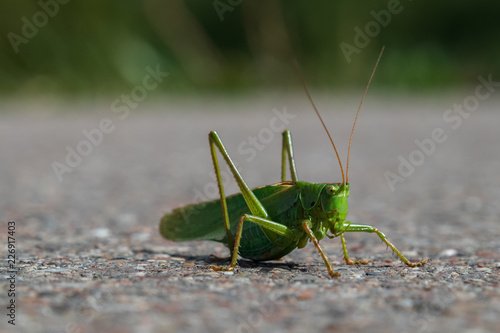 Bright Green Grasshopper close-up