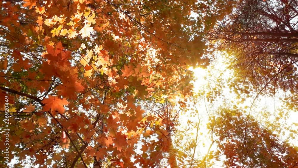 Deciduous forests in warm sunny weather, dried leaves fall from trees slow motion Deciduous forests in warm sunny weather, dried leaves fall from trees slow motion