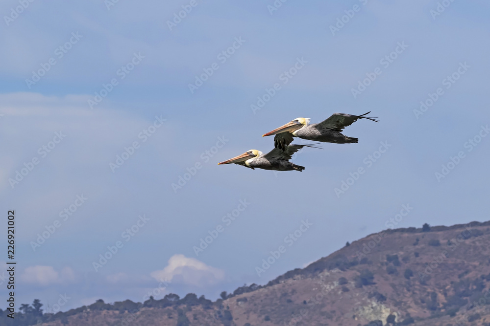 Pelicans flying together at San Francisco Pelicans flying together at San Francisco