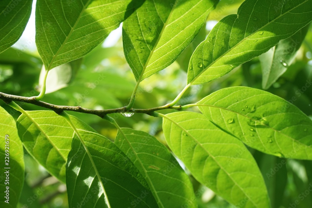 fresh green Annona squamosa leaves in nature garden fresh green Annona squamosa leaves in nature garden