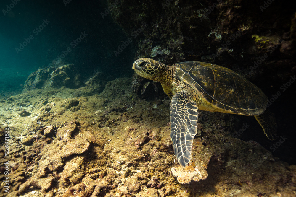 Fototapeta premium Green sea turtles of Hawaii