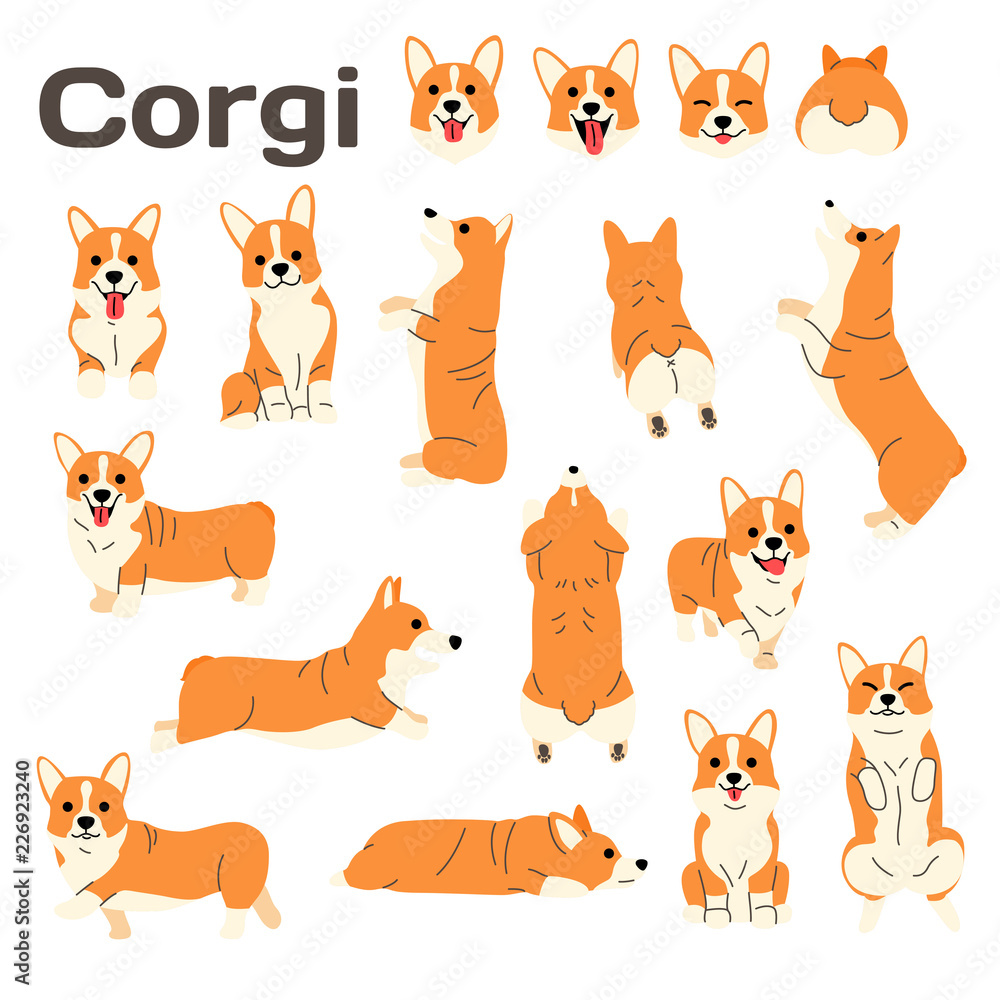 Obraz premium corgi,dog in action,happy dog