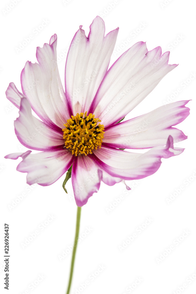 Flower of cosmos, kosmeya flower, isolated on white background Flower of cosmos, kosmeya flower, isolated on white background