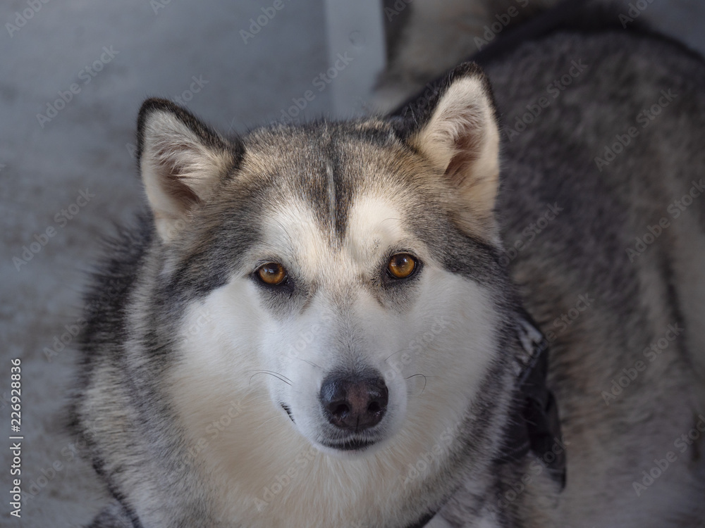 Husky 0003- Portrait of a Siberian Husky