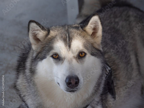 Husky 0003- Portrait of a Siberian Husky