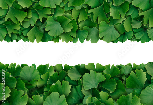 Ginkgo Biloba Border