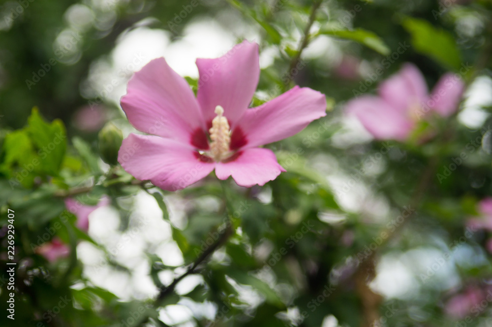 pink flower in garden pink flower in garden