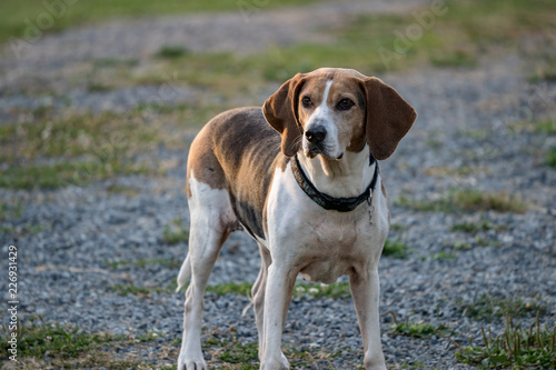 coonhound portrait
