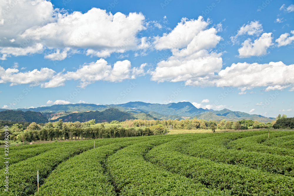 Tea Plantation, Thailand