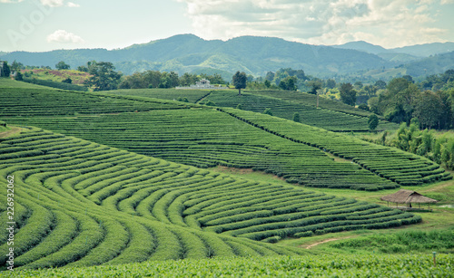 Tea Terraces, Thailand © espiegle