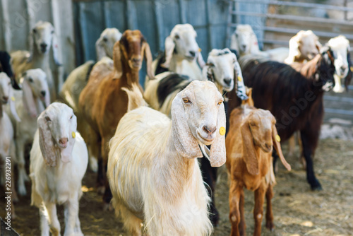 Fototapeta Naklejka Na Ścianę i Meble -  Many goats in animal pen. Сurious goat herd to look at the camera.