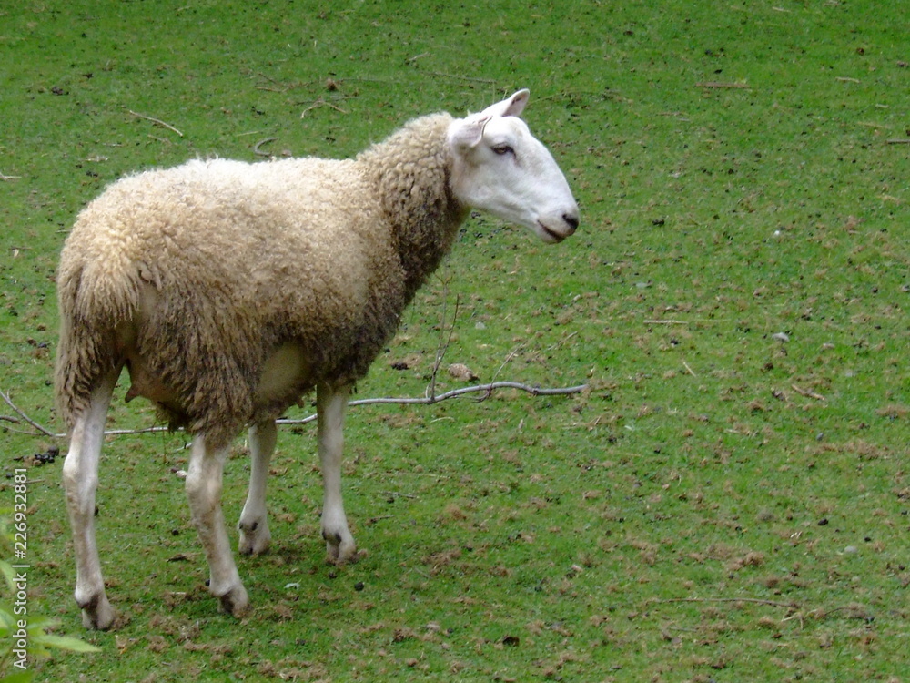 Fototapeta premium sheep in a field