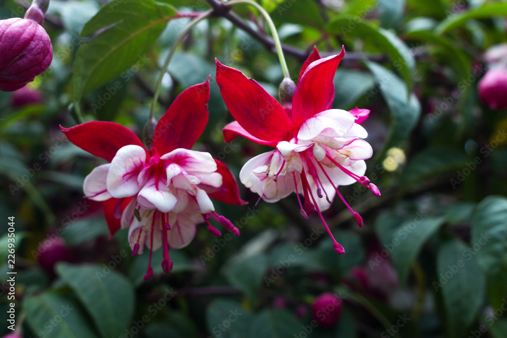 Flores Flores