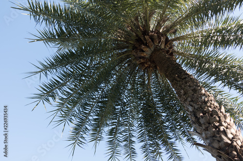 Palm Trees - Perfect palm trees a beautiful blue sky