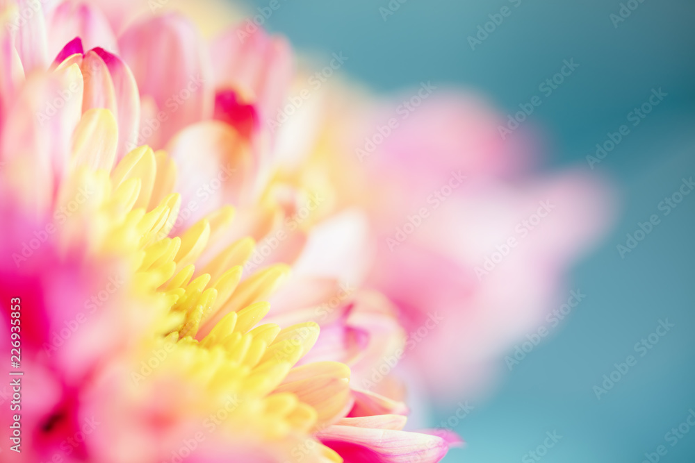 Close up background of pink and yellow chrysanthemum flower on blue background, macro