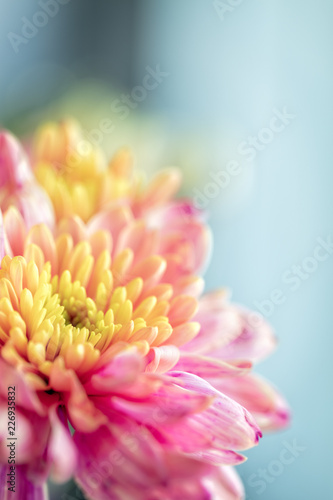 Close up background of pink and yellow chrysanthemum flower, macro, vertical composition