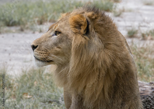Male lion close up profile portrait