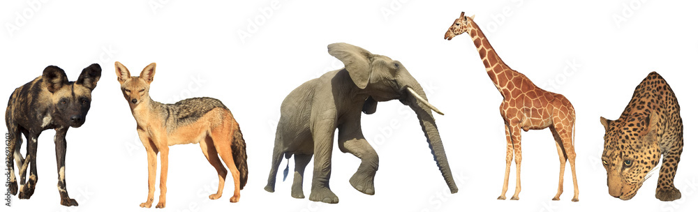 African wildlife isolated. Wild Dog, Jackal, Elephant, Giraffe and Leopard on white background   