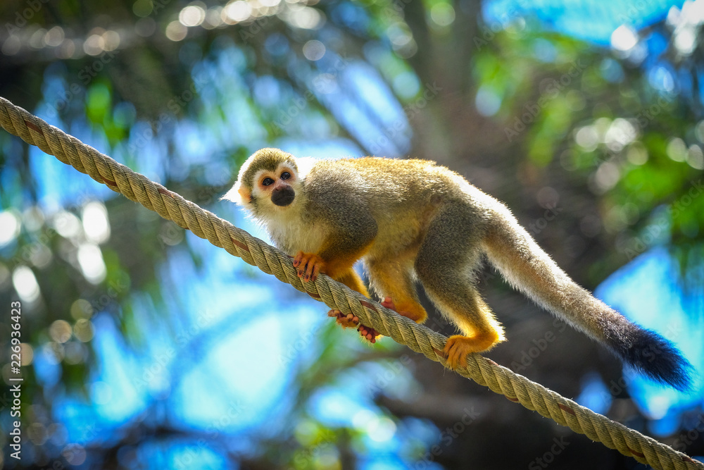 Obraz premium Squirrel Monkey on branch of tree animals in wilderness