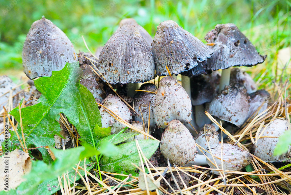 Coprinus comatus group close up. Young poisonous mushrooms in the forest, macro Coprinus comatus group close up. Young poisonous mushrooms in the forest, macro