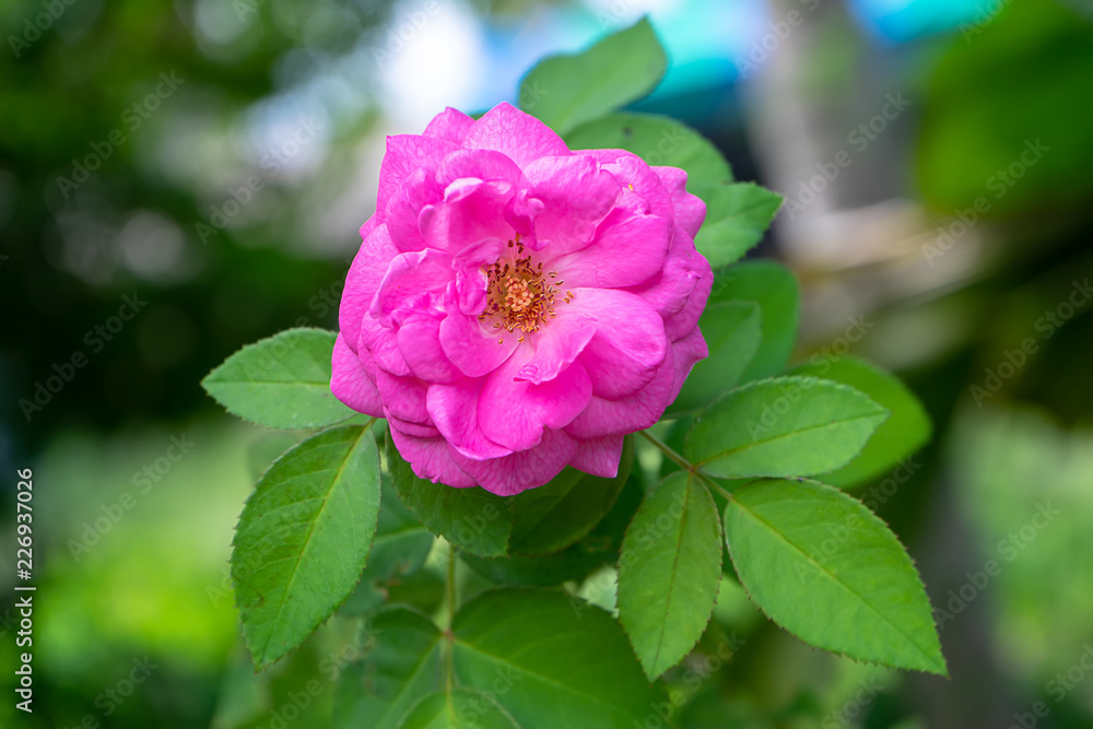 Pink rose flower Pink rose flower
