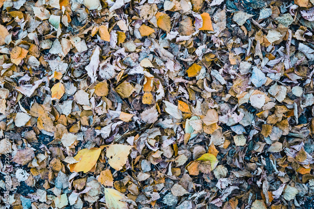 autumn leaves on the ground autumn leaves on the ground