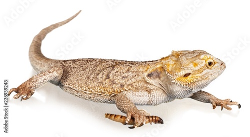 Bearded dragon - isolated image