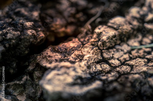 Selective focus at the center the old dried tree wood. Toned. © Inolas