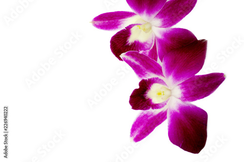 Fototapeta Naklejka Na Ścianę i Meble -  Thai Orchid flowers