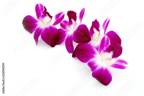 Thai Orchid flowers