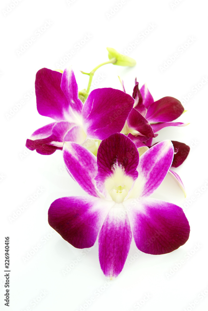 Thai Orchid flowers Thai Orchid flowers