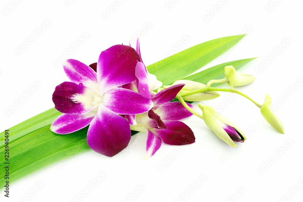 Thai Orchid flowers Thai Orchid flowers