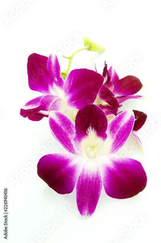 Thai Orchid flowers