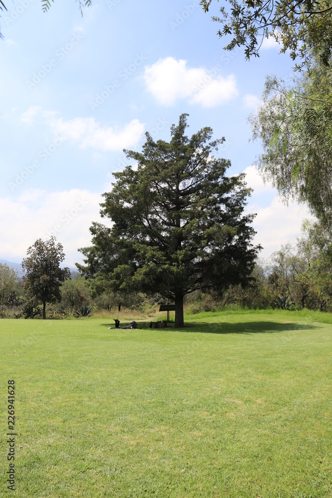 Arbol solitario