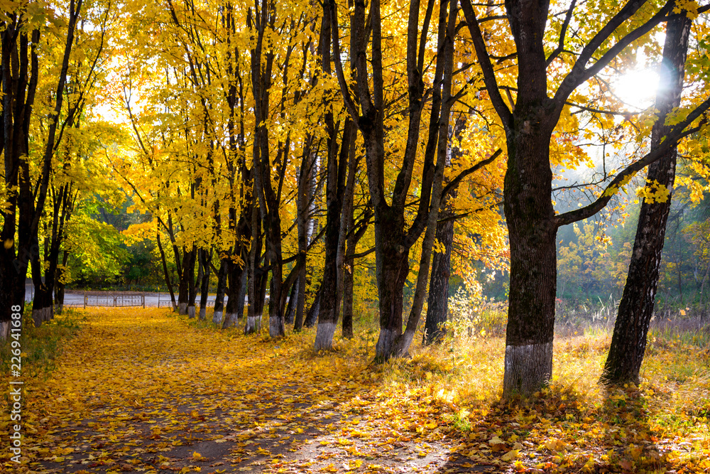 Obraz premium Beautiful maple alley on a sunny morning, golden autumn. A lot of fallen leaves