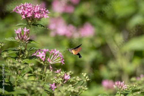 ハチドリの様に花の密を集めるスズメガの仲間のホウジャクのアップ