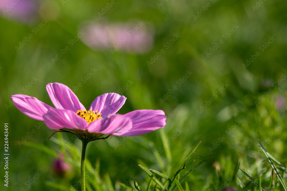 Pink cosmos flowers, Funabashi-city, Chiba prefecture, Japan Pink cosmos flowers, Funabashi-city, Chiba prefecture, Japan