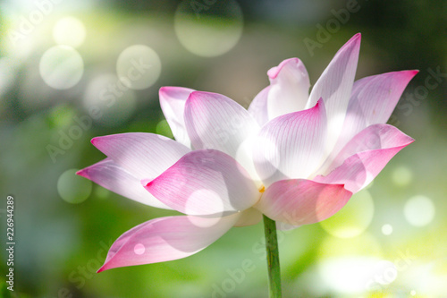 Pink lotus flower. Soft focused image with lotus flower and blur bokeh background.