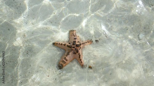 Close up ultra slow motion shot of starfish in shallow clear waters filmed from above surface with sunbeams coming through photo