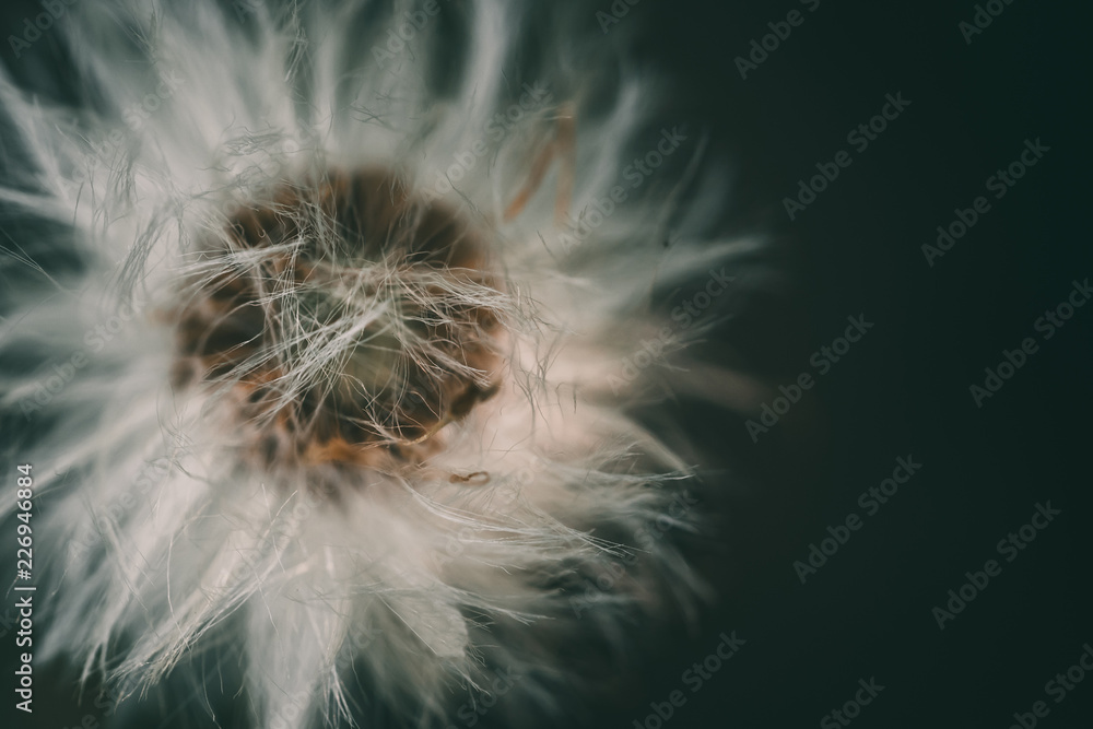 Fototapeta premium dandelion flower in garden