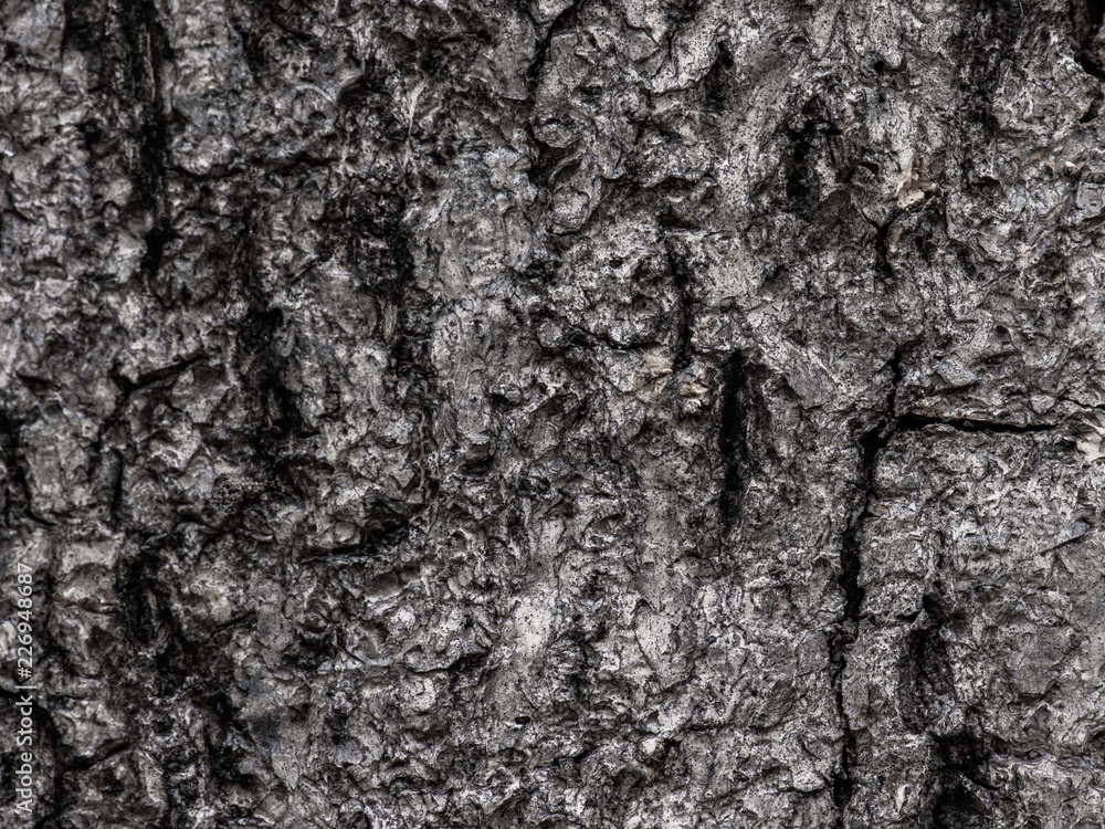 Close-up dry wood bark surface background texture of tree trunk. Close-up dry wood bark surface background texture of tree trunk.